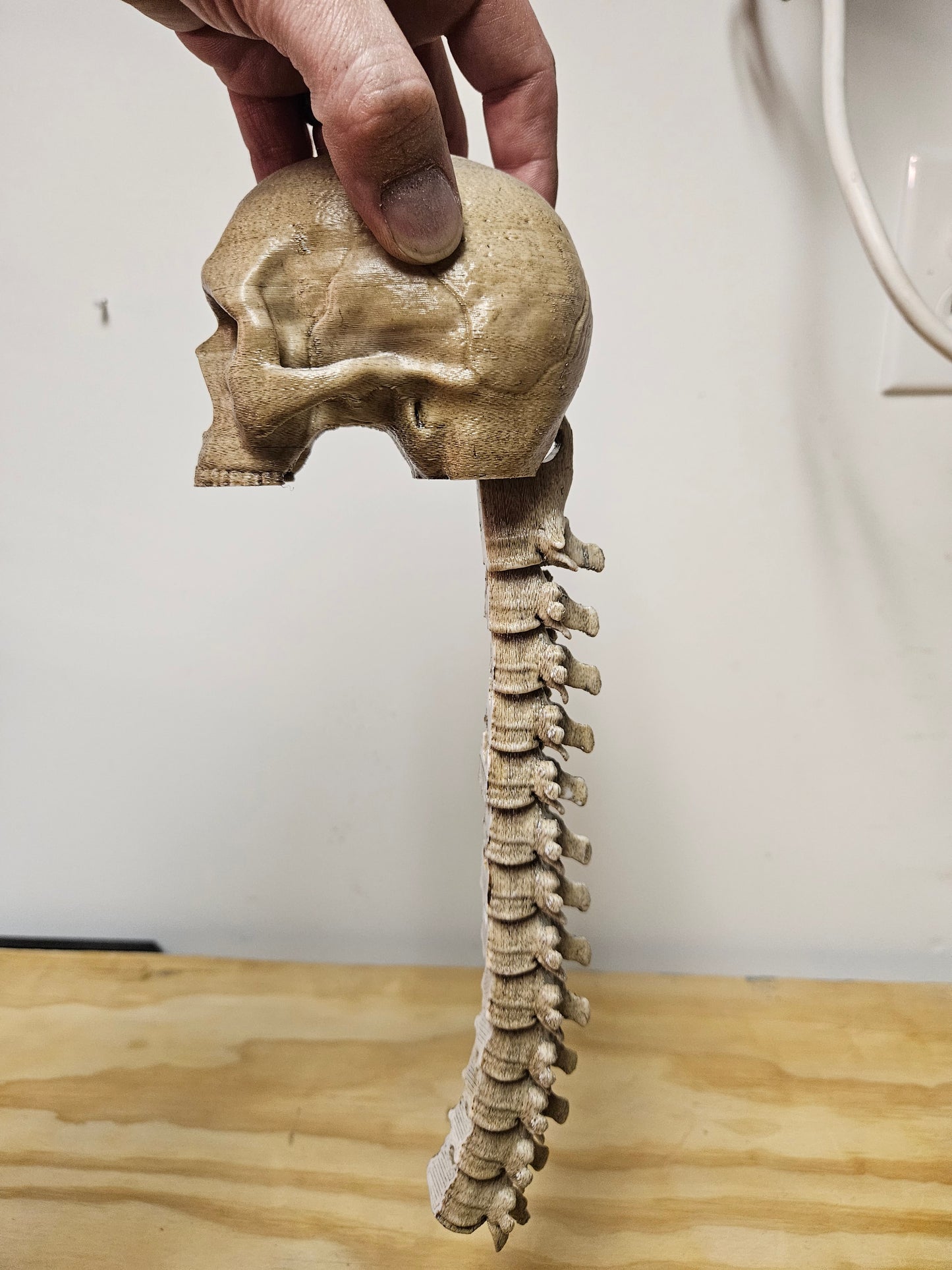 Skull with Flexible spine