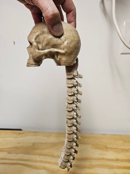 Skull with Flexible spine