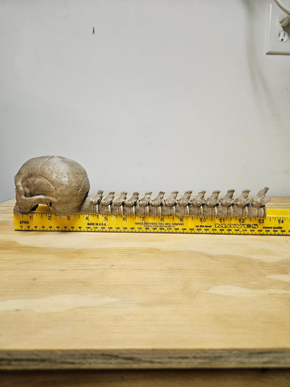 Skull with Flexible spine