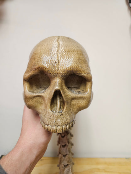 Skull with Flexible spine