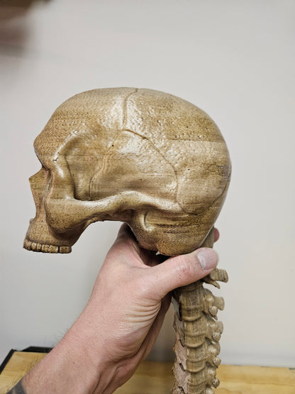 Skull with Flexible spine