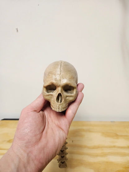 Skull with Flexible spine