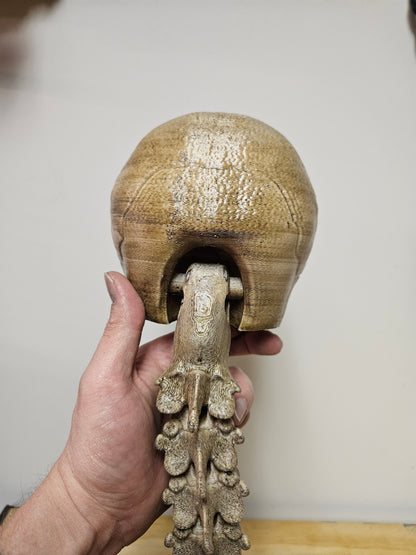 Skull with Flexible spine